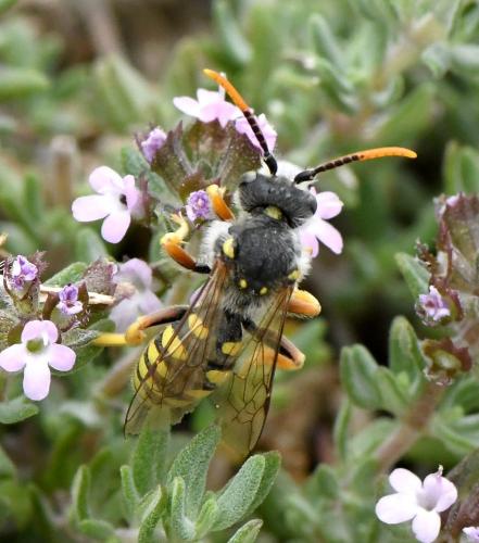Nomada sexfasciata
